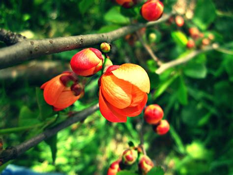 Wallpaper Food Flowers Nature Red Branch Fruit Green Blossom