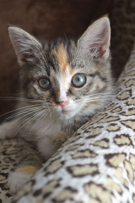 Cute Calico Tabby Kittens