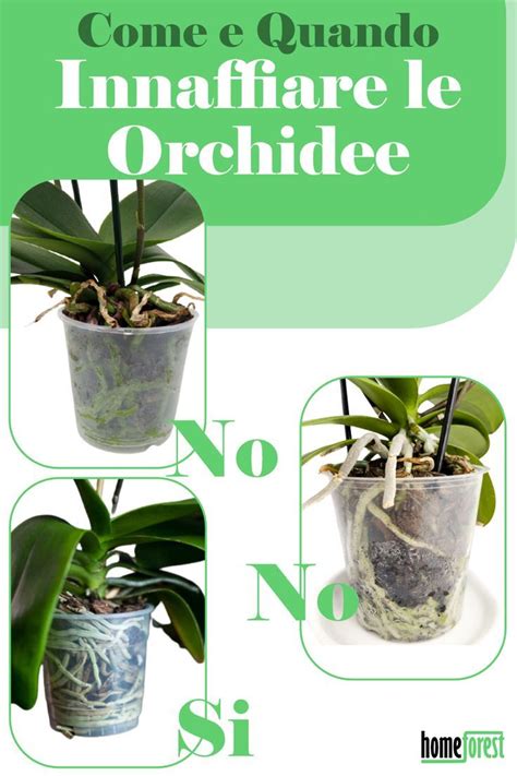 Come Innaffiare Le Orchidee E Quando Farlo Guida Completa Artofit