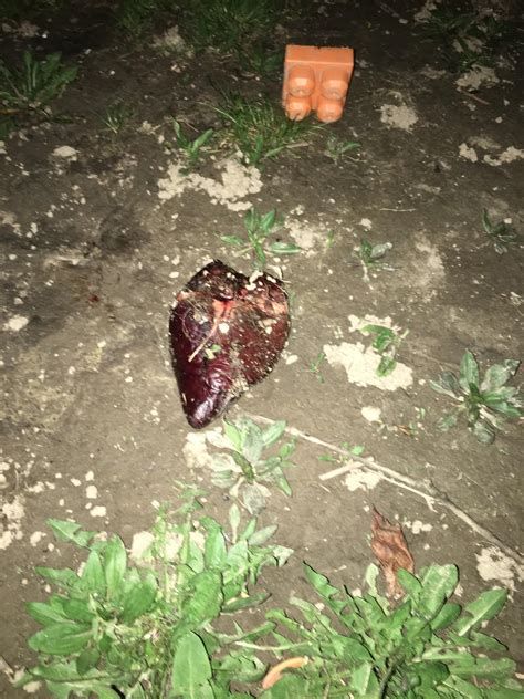 Dull Men's Club® | While visiting my parents, their dog brought this