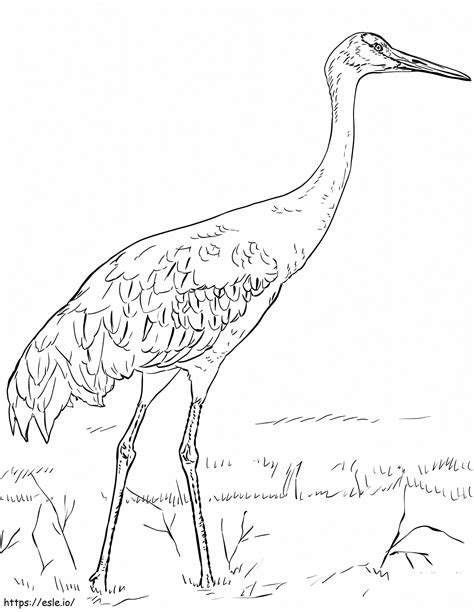 Sandhill Crane Coloring Page