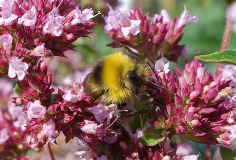 Urban Pollinators Wild Plants For Pollinators