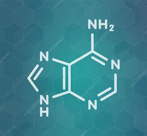 Adenine Purine Nucleobase Molecule Illustration Stock Image F027