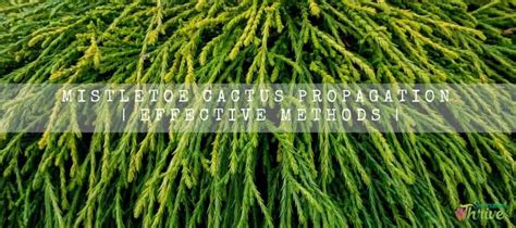 Mistletoe Cactus Propagation | Effective Methods | Succulent Thrive