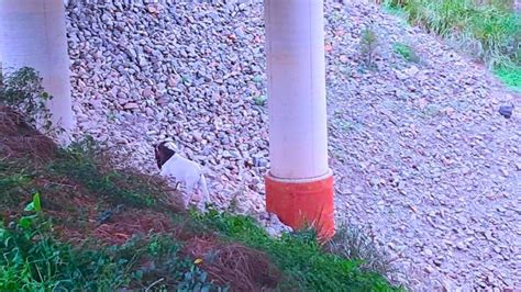 Steve The Goat Unites Jimboomba After Rspca Logan Council Investigation The Advertiser