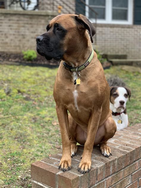 Pet owners are posting their german shepherd and english mastiff mix 33