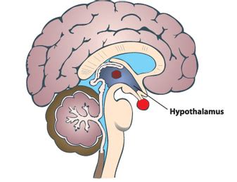 Thalamus and Hypothalamus - Brain Components