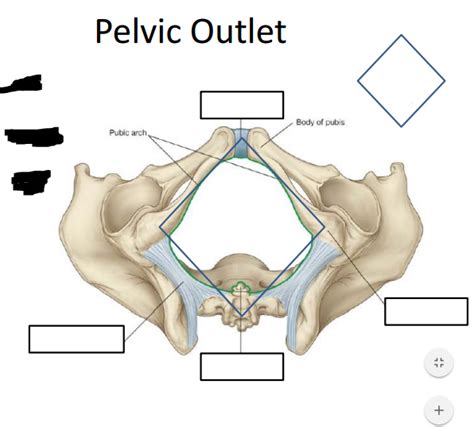 Gu Anatomy Lecture Diagram Quizlet