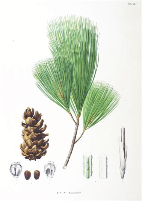 Korean Pine Pinus Koraiensis Wild Tater