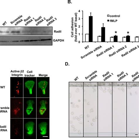 Down Regulation Of Radil Expression Inhibits Neutrophil Adhesion