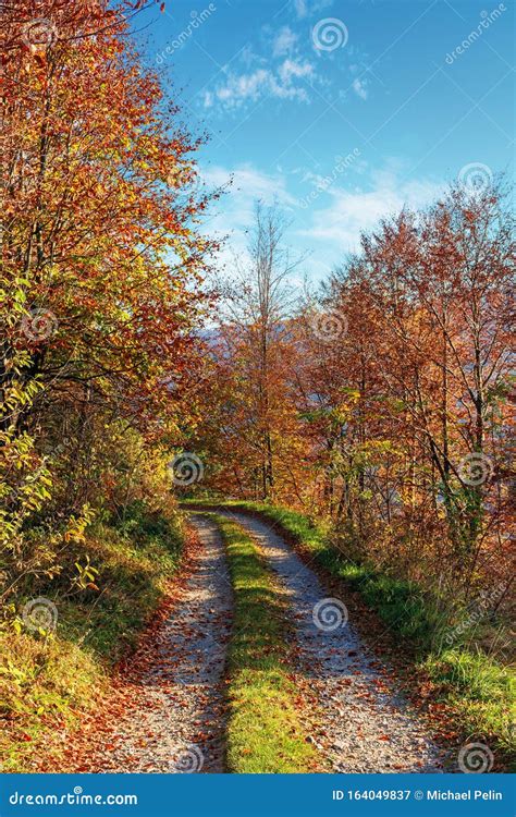 Country Road Through Forest In Autumn Stock Image Image Of Direction