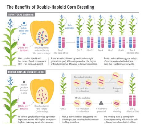 Double-Haploid Induction - Lucy Reading