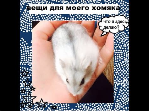 ВЕЩИ ДЛЯ МОЕГО ХОМЯКА~уход,лакомства,корм. - YouTube