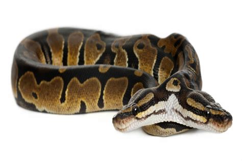 Two-Headed Snakes—is it a Myth or Fact? - WISDOM ON ZALA HUB