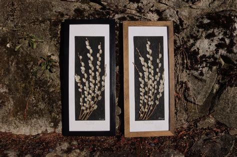 Real Pressed Pussy Willow Botanical Art Home Decor SIGNED Etsy