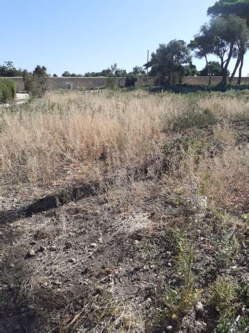 Scerbatura E Raccolta Aiuola E Piantine Di Bosso Comune Di Ragusa