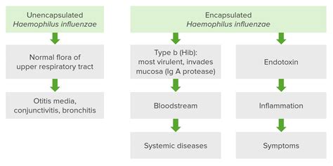 Haemophilus Influenzae Type B Symptoms