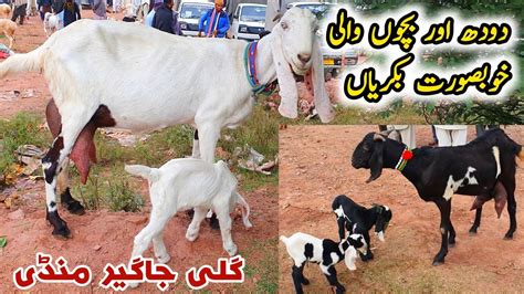 Doodh Or Bacho Wali Bakriyan Gali Jageer Bakra Mandi Update November