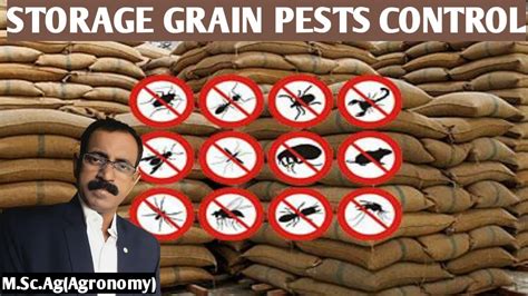 STORAGE GRAIN PESTS CONTROL METHODS YouTube