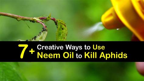 Kill Aphids With Neem Oil Guide For Aphid Pest Control With Neem Oil