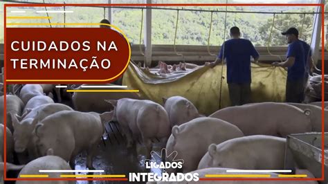 Suinocultura quais etapas envolvem o manejo pré abate Ligados