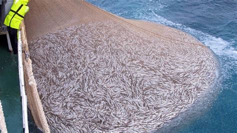 Amazing Big Fishing Catching Skill Net Fishing In The Sea