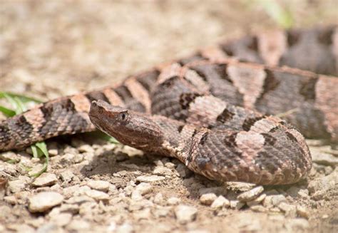 Un hombre falleció por mordedura de una serpiente que estaba en una