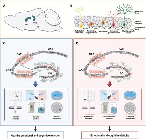 Frontiers Roles Of Microglia In Adult Hippocampal Neurogenesis In