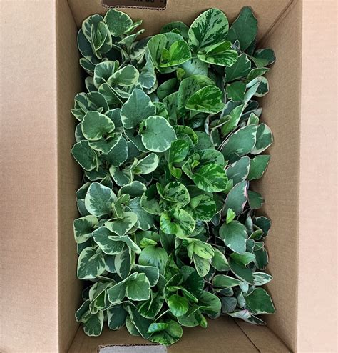 4 Pep Obtusifolia Asst Tri State Foliage In House Availability