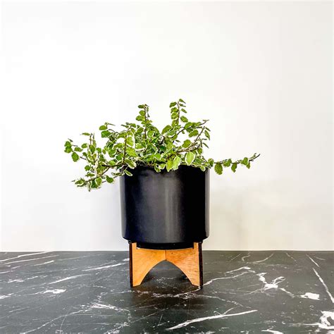 Ficus pumila variegata - Variegated Creeping Fig – Magic Valley Gardens