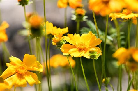 Cosmos Flores Amarelas Da Foto Gratuita No Pixabay Pixabay