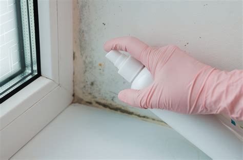 Mold Prevention Tips — Mold Detection Socal