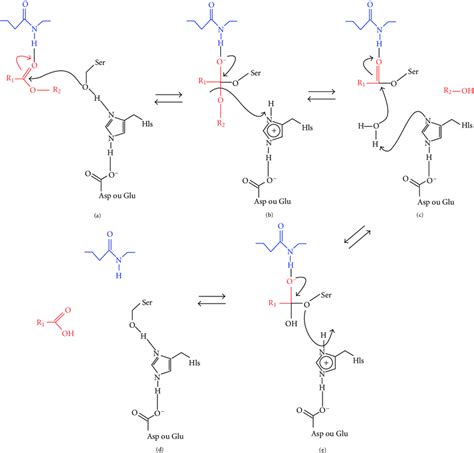 Mechanism Of The Hydrolysis Reaction Of Ester Bonds Catalyzed By