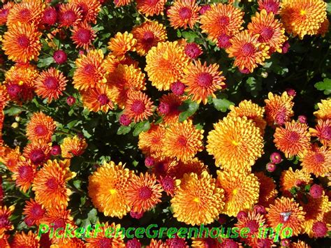 How To Grow Mums Nothing Fall Like Mums Also Called Chrysanthemum