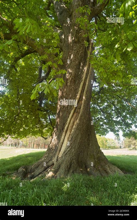 Tronc marron Banque de photographies et dimages à haute résolution Alamy