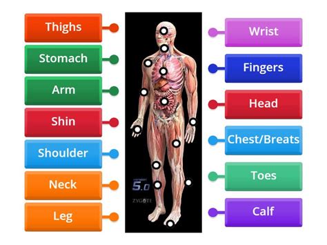 Human Body Vocabulary 8th 9th Grade Labelled Diagram