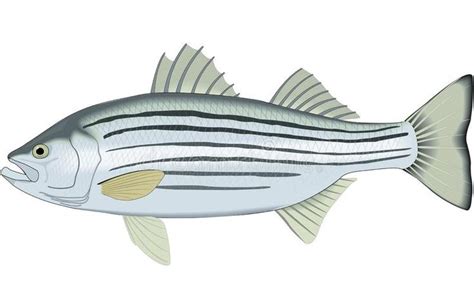 Striped Bass Illustration stock vector. Illustration of animals ...