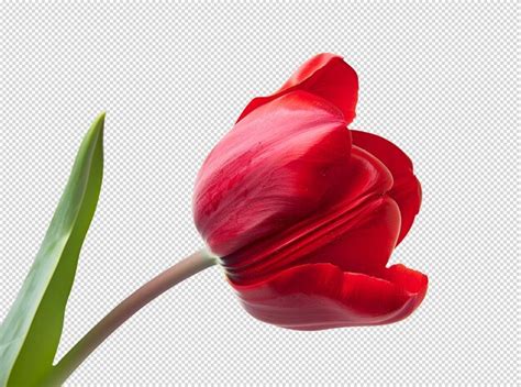 Premium Psd Tulip Close Up Isolated On Transparent Background