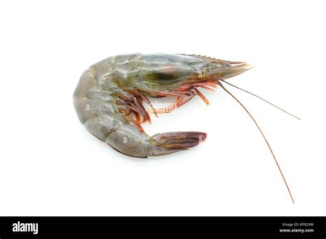 Raw Fresh Shrimp Prawn Isolated On White Background Stock Photo Alamy