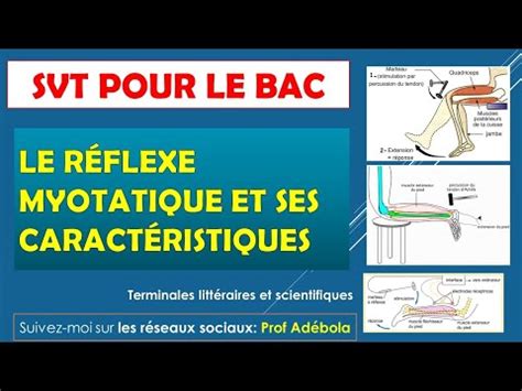 Le réflexe myotatique sa fonction et ses caractéristiques profadebola