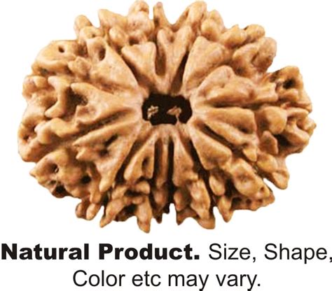 Natural 11 Mukhi Rudraksha Nepal Original And Certified Astrology