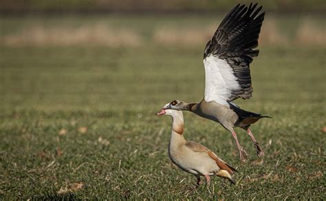 Angsa Mesir Burung Burung Foto Gratis Di Pixabay Pixabay