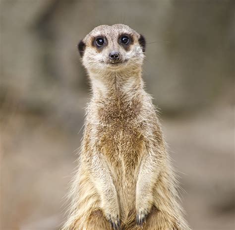 Meerkat Reid Park Zoo