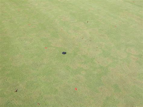 Does Pythium Root Dysfunction Equal Pythium Root Rot? | NC State Extension