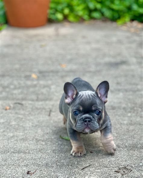 600 French bulldog puppies ideas in 2025 | french bulldog puppies