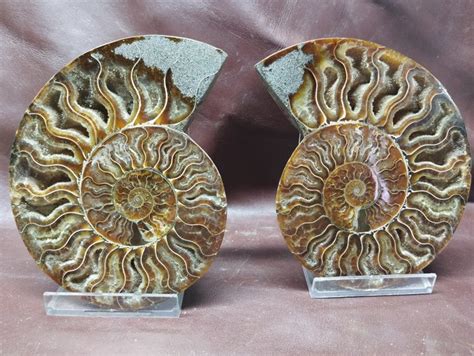 Ammonite Halved Aioloceras Cleoniceras Sp Cm Catawiki