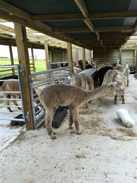 Alpaca Shelters And Belters Beck Brow Alpacas