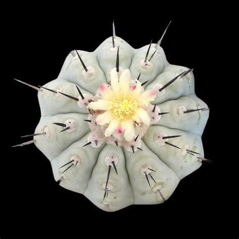 Copiapoa Il Fiore Tra Le Spine