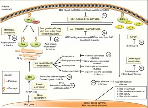 Approaches For Inhibiting Ras Signaling A Inhibition Of Ras Gene