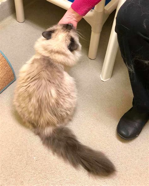 (With UPDATE) Two 16-Year-Old Birman Cats Relinquished To Shelter With